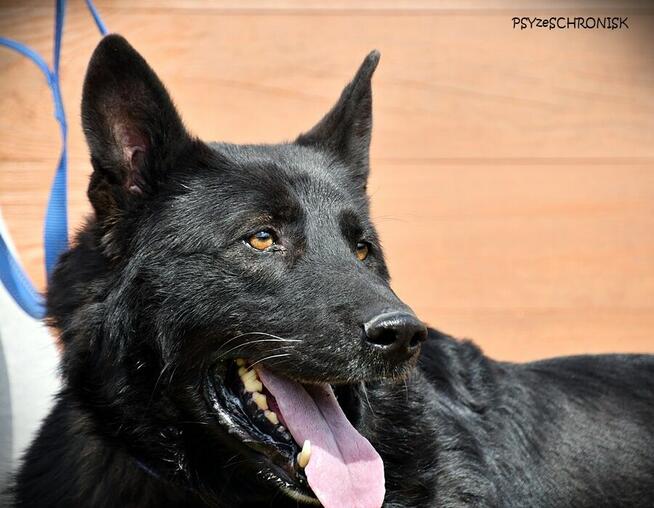 Murin - wspólnie napiszcie tę wspaniałą historię