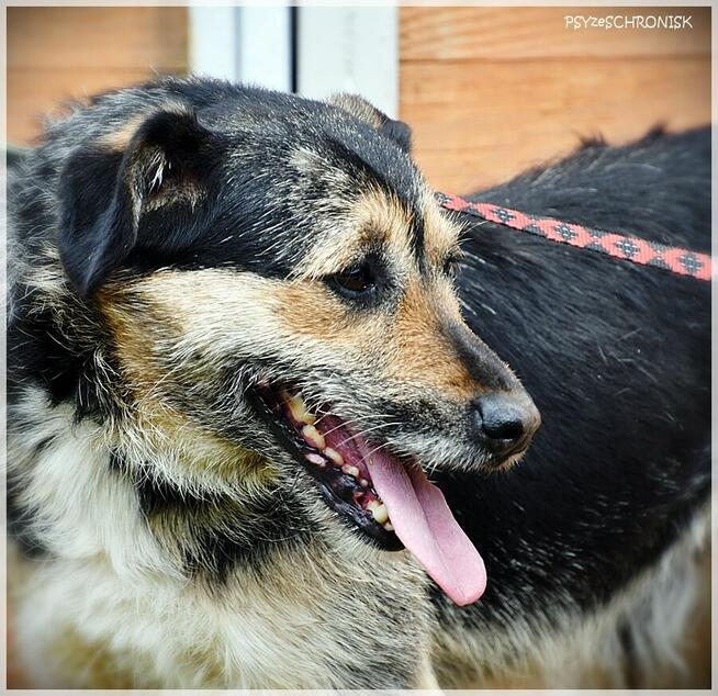 Bzik: daj mu szansę a zbzikuje na Twoim punkcie