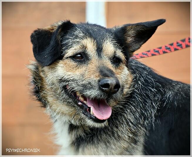 Bzik: daj mu szansę a zbzikuje na Twoim punkcie