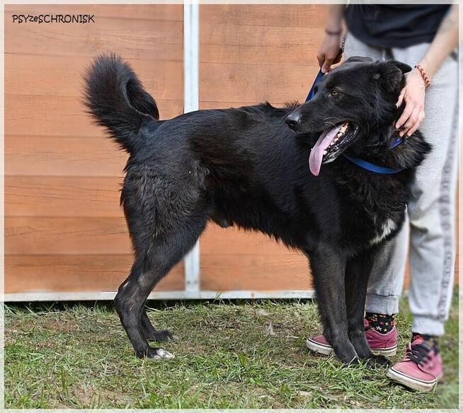 Murin - wspólnie napiszcie tę wspaniałą historię