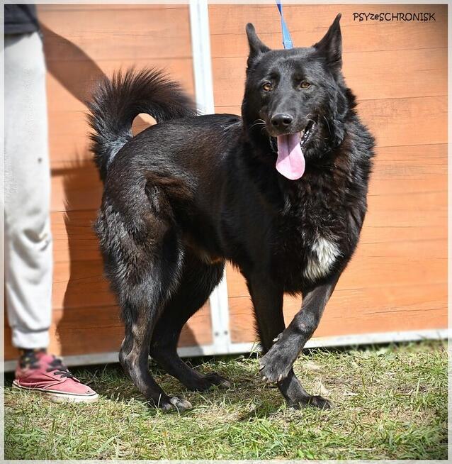 Murin - wspólnie napiszcie tę wspaniałą historię