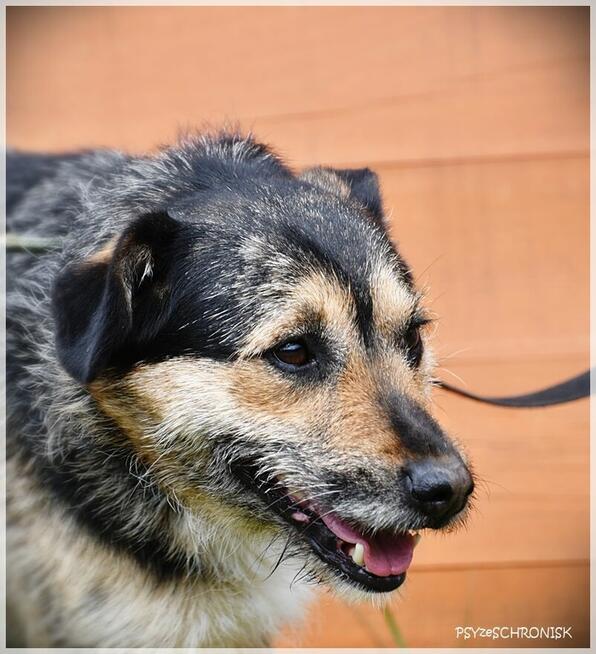 Bzik: daj mu szansę a zbzikuje na Twoim punkcie