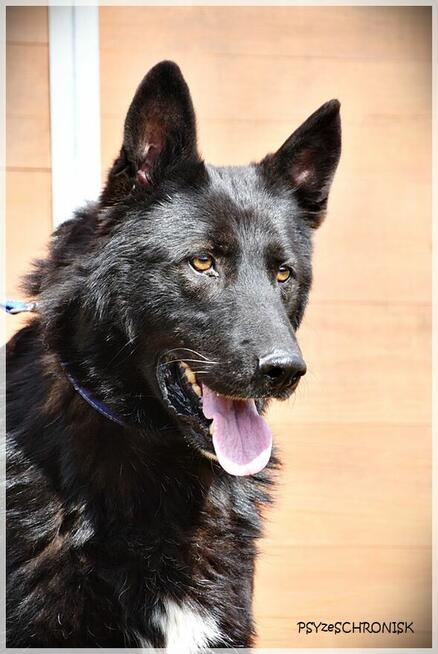 Murin - wspólnie napiszcie tę wspaniałą historię