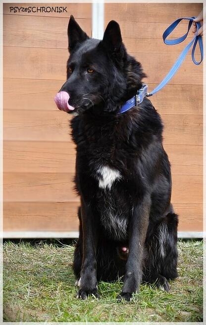 Murin - wspólnie napiszcie tę wspaniałą historię