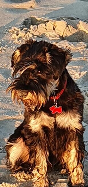 SPRZEDAM SZCZENIAKA SZNAUCER MINIATURA CZARNO SREBRNY