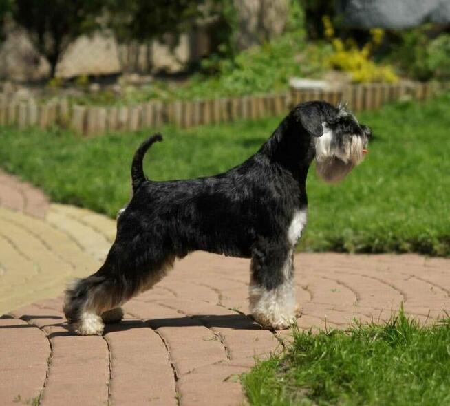 SPRZEDAM SZCZENIAKA SZNAUCER MINIATURA CZARNO SREBRNY