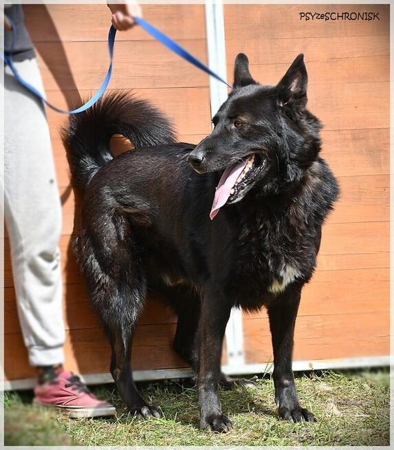 Murin - wspólnie napiszcie tę wspaniałą historię