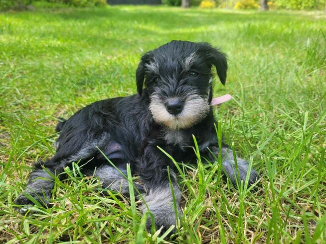 SPRZEDAM SZCZENIAKA SZNAUCER MINIATURA CZARNO SREBRNY