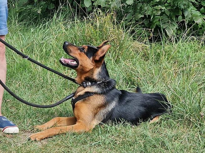 Hugo ok roczny piękny psiak czeka na dom Małgorzata Kun