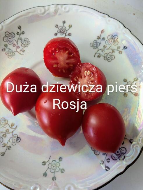 Pomidor ogorek rosyjskie odmiany odporne na zaraze
