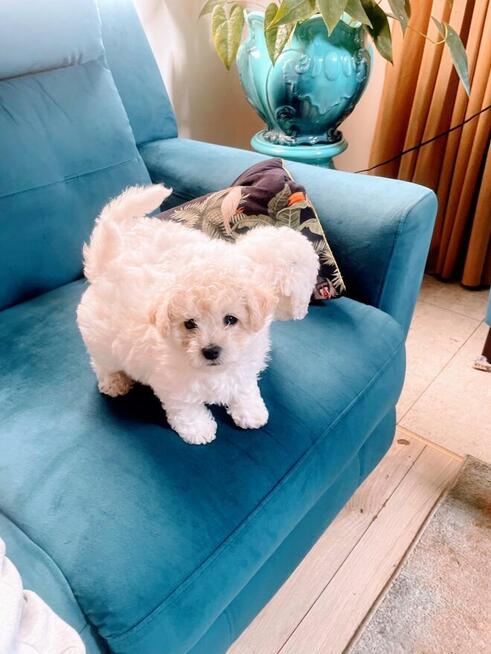 Bichon Frise