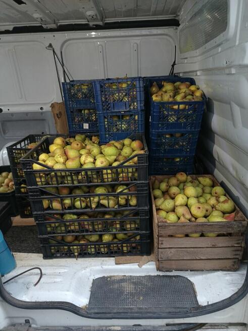 Sprzedam GRUSZKI KLAPSA cena 2 zł. za kilogram tel.515514800