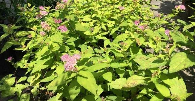 Sadzonki berberysów i inne...