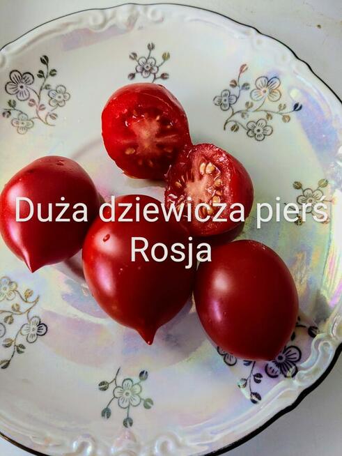 Rosja Pomidor rosyjski odporny na zarazę nasiona kolekcja