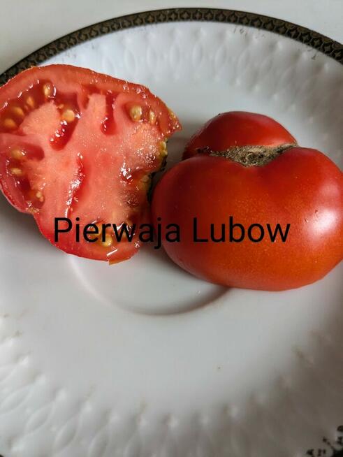 Rosja Pomidor rosyjski odporny na zarazę nasiona kolekcja