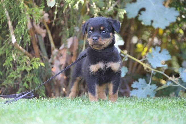 Rottweiler szczeniaki