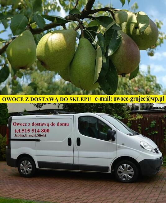 Sprzedam GRUSZKI KLAPSA cena 2 zł. za kilogram tel.515514800