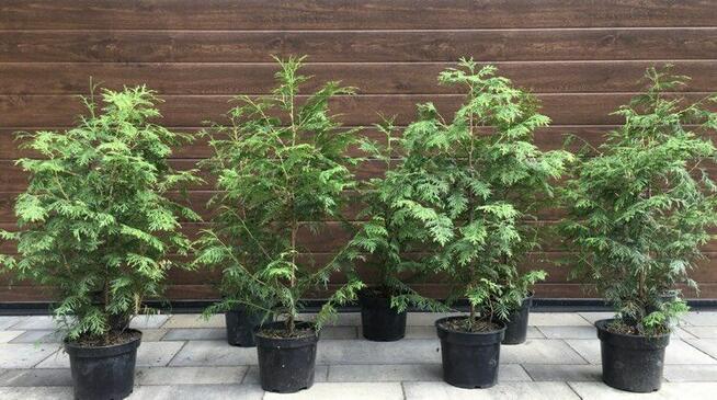 Sadzonki berberysów i inne...