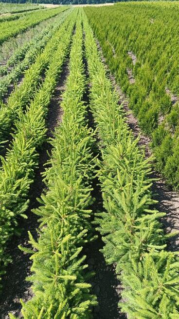 Sadzonki świerka pospolitego
