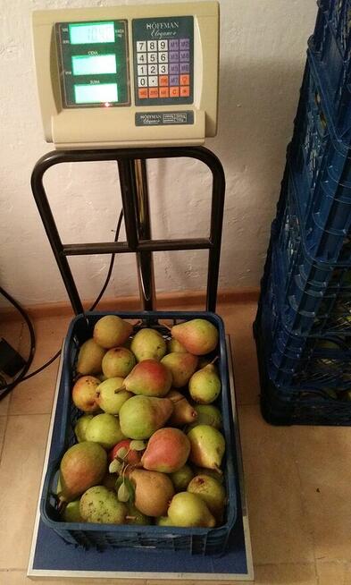 Sprzedam GRUSZKI KLAPSA cena 2 zł. za kilogram tel.515514800