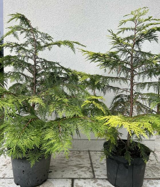 Sadzonki berberysów i inne...