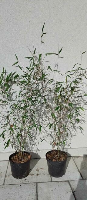 Sadzonki berberysów i inne...