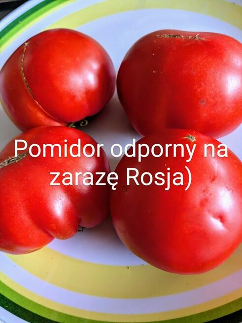 Rosja Pomidor rosyjski odporny na zarazę nasiona kolekcja