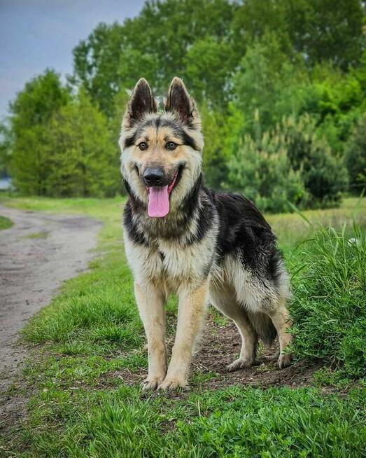 Dostojny Izi bardzo pilnie szuka domu! :)