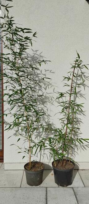 Sadzonki berberysów i inne...