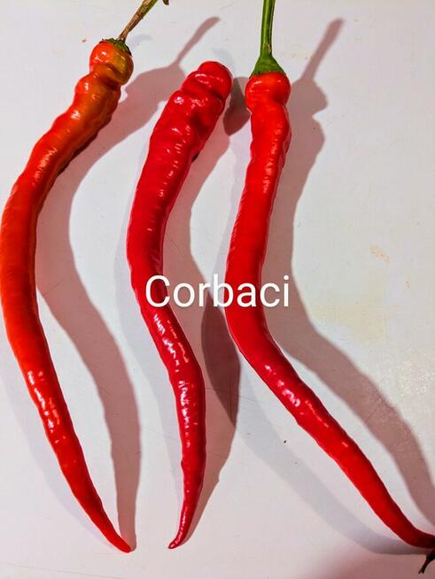 Rosja Pomidor rosyjski odporny na zarazę nasiona kolekcja