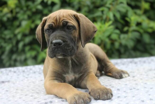 cane corso
