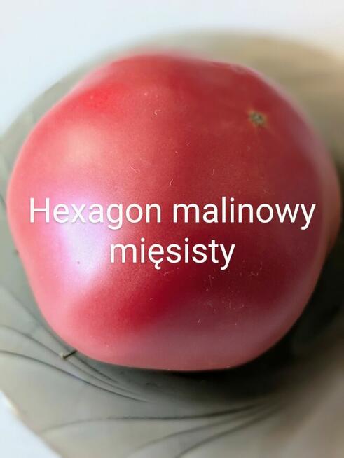 Rosja Pomidor rosyjski odporny na zarazę nasiona kolekcja