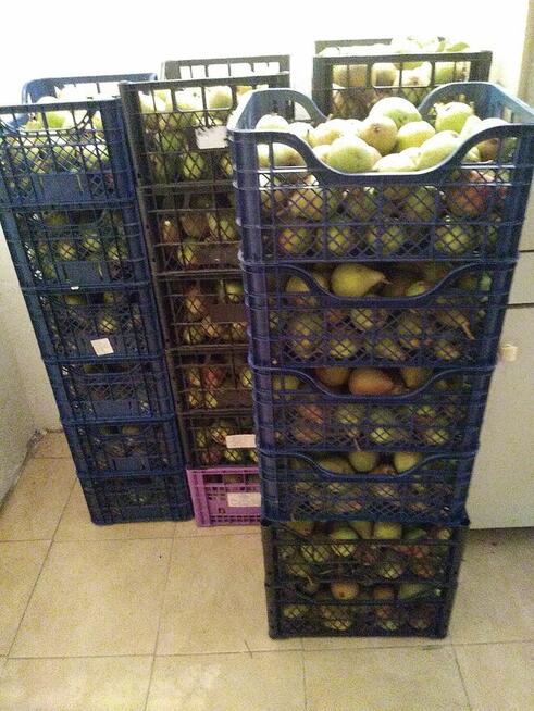 Sprzedam GRUSZKI KLAPSA cena 2 zł. za kilogram tel.515514800