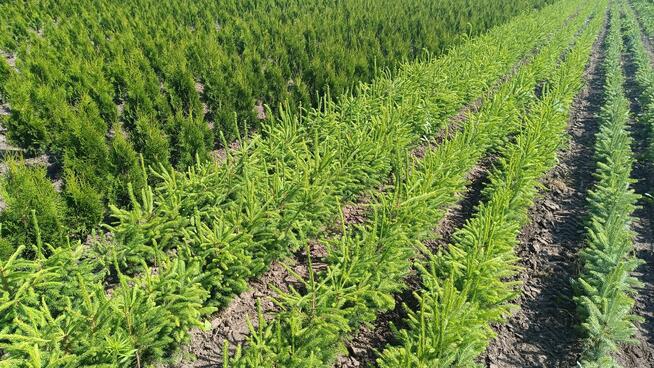 Sadzonki świerka pospolitego