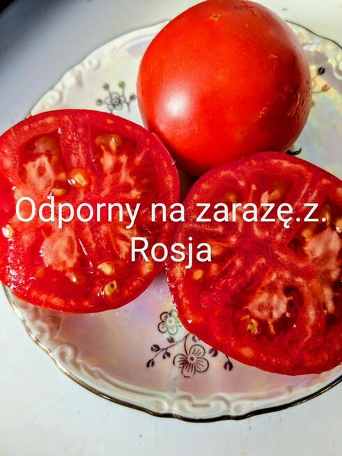 Pomidor ogorek rosyjskie odmiany odporne na zaraze