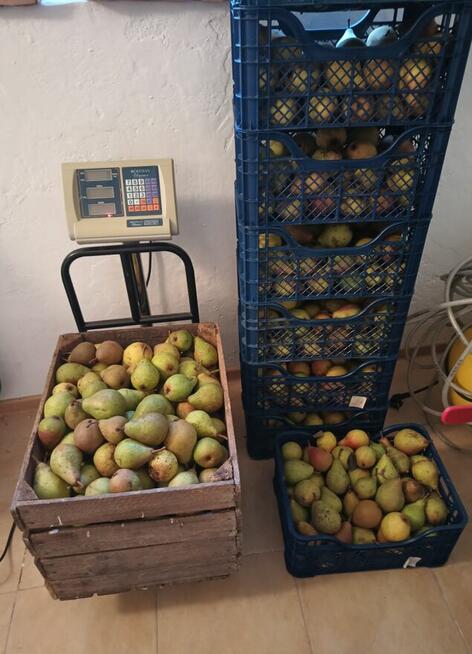 Sprzedam GRUSZKI KLAPSA cena 2 zł. za kilogram tel.515514800