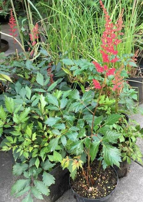 Sadzonki berberysów i inne...