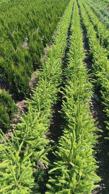 Sadzonki świerka pospolitego