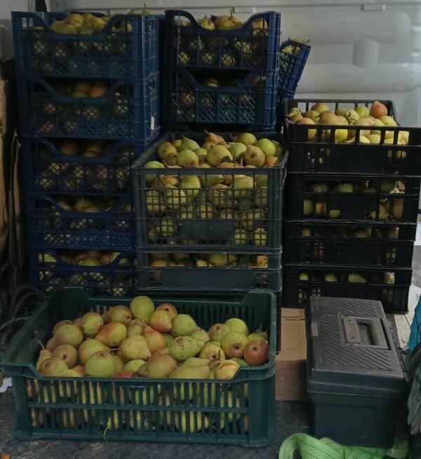 Sprzedam GRUSZKI KLAPSA cena 2 zł. za kilogram tel.515514800