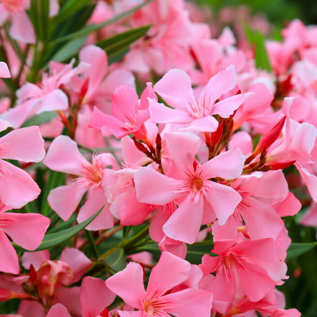 Oleander pięknie kwitnący