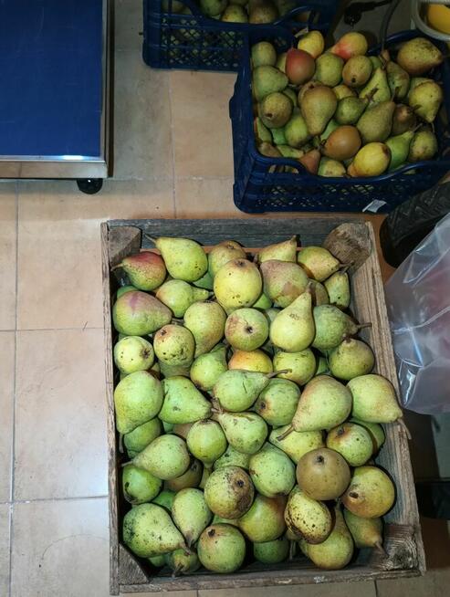 Sprzedam GRUSZKI KLAPSA cena 2 zł. za kilogram tel.515514800