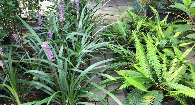 Sadzonki berberysów i inne...