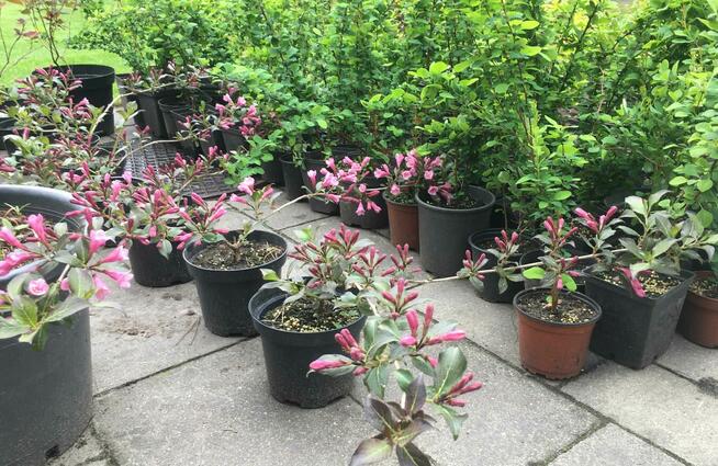 Sadzonki berberysów i inne...