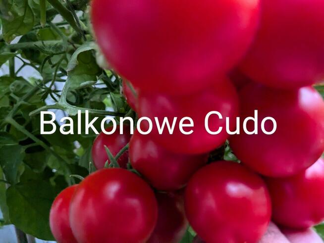 Rosja Pomidor rosyjski odporny na zarazę nasiona kolekcja