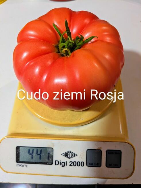 Pomidor ogorek rosyjskie odmiany odporne na zaraze