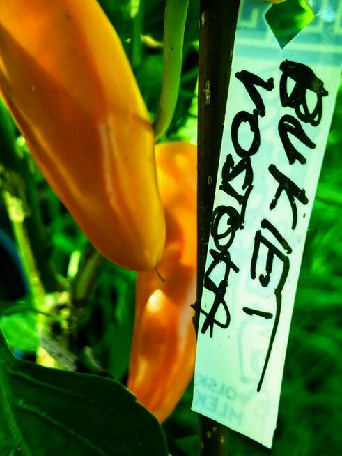 Rosja Pomidor rosyjski odporny na zarazę nasiona kolekcja