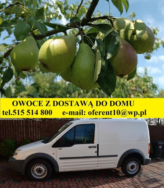 Sprzedam GRUSZKI KLAPSA cena 2 zł. za kilogram tel.515514800