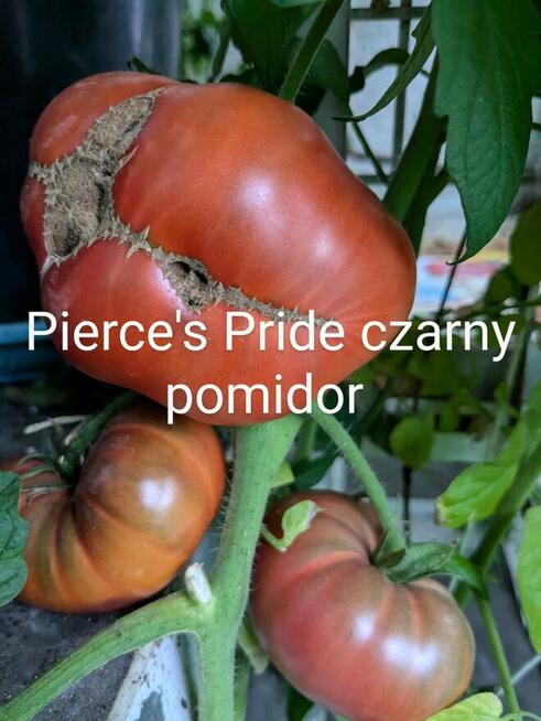 Rosja Pomidor rosyjski odporny na zarazę nasiona kolekcja