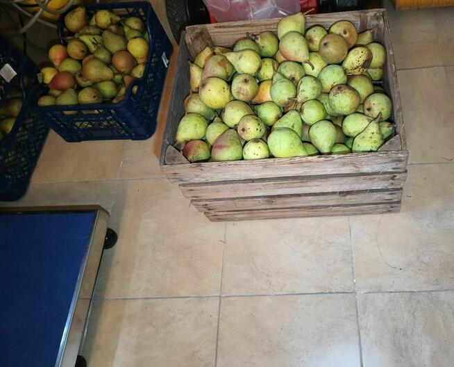 Sprzedam GRUSZKI KLAPSA cena 2 zł. za kilogram tel.515514800