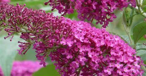 Budleja Davida Summer Beauty